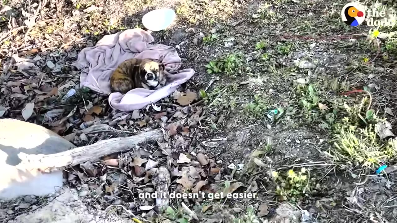A small brindle dog curls up on a pink blanket amidst dry leaves and litter on the ground, looking directly at the camera with a sad expression.