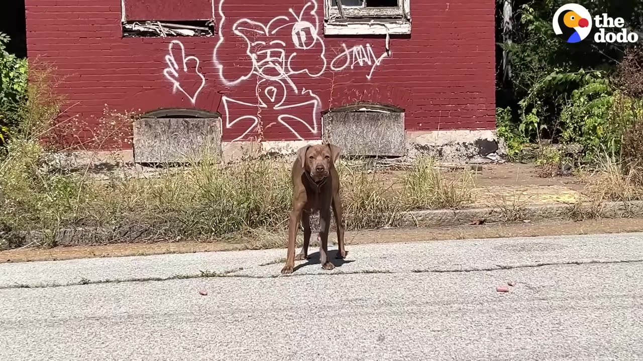 A brown dog stands cautiously on an asphalt street in front of a red brick building with white graffiti.