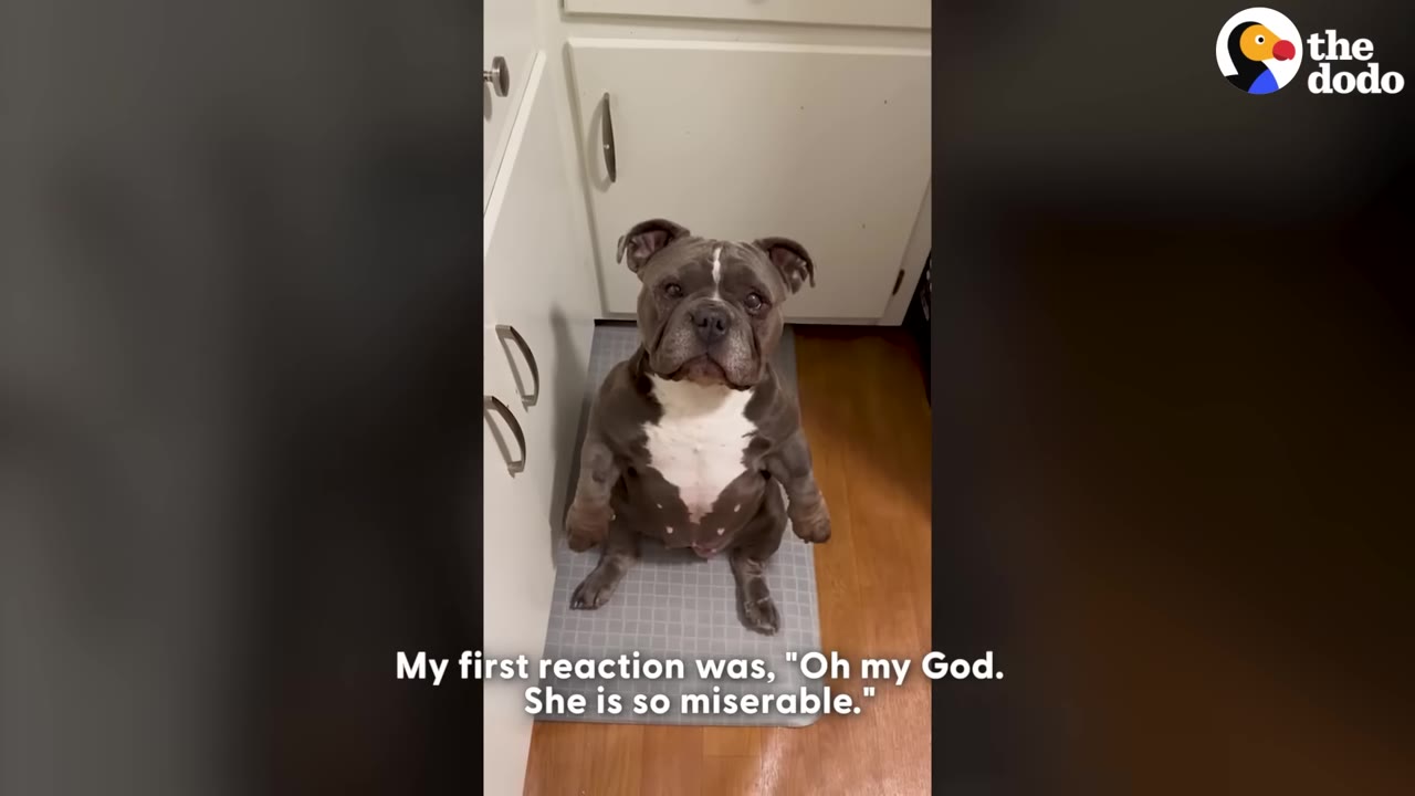 A gray and white bulldog sits on a gray mat in a kitchen, looking directly at the camera with a sad expression.