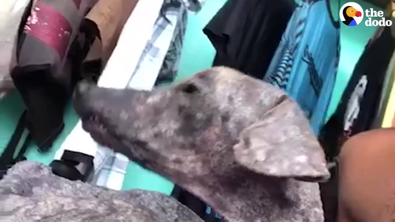 A close-up of a hairless, grey dog with severe mange and scabby skin on its head and ears.