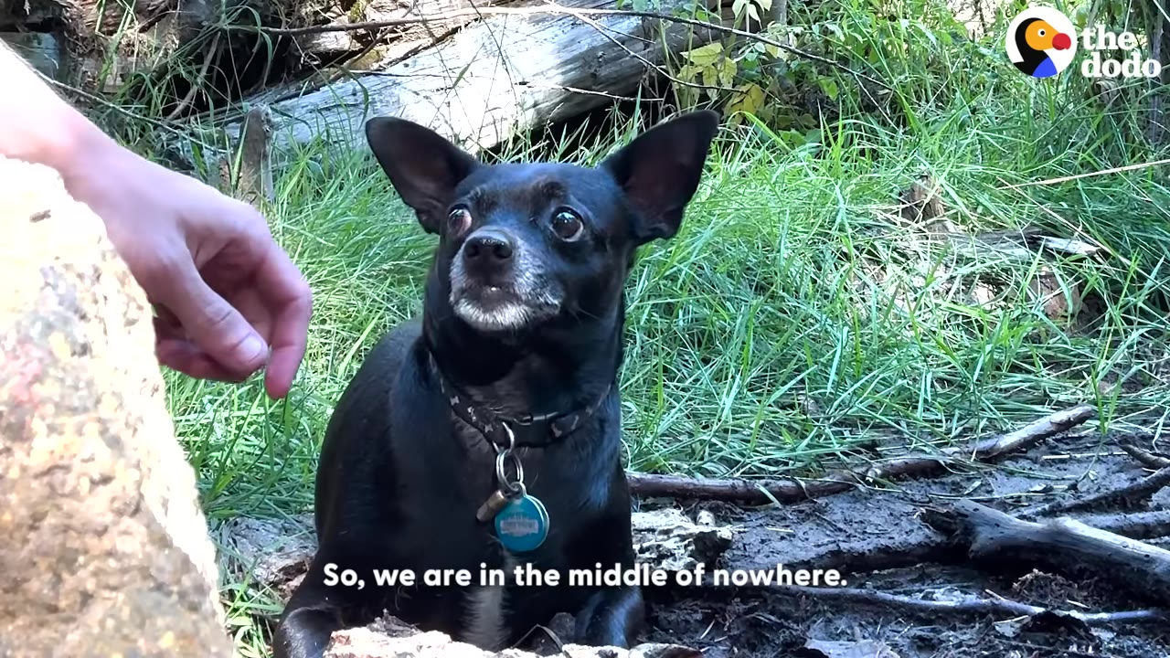 A small black dog with large ears and a blue collar sits in a grassy, wooded area as a person's hand reaches out toward it.