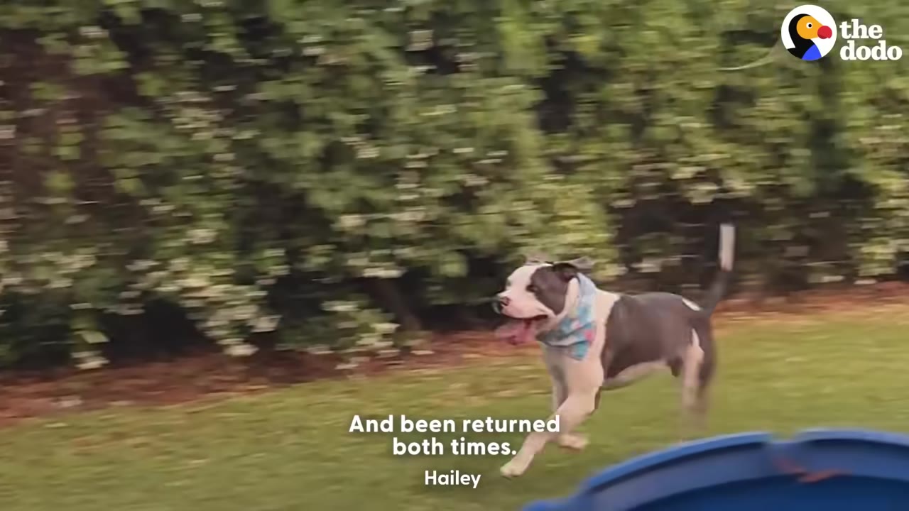A grey and white pit bull mix wearing a blue bandana runs across a green lawn in front of a hedge.