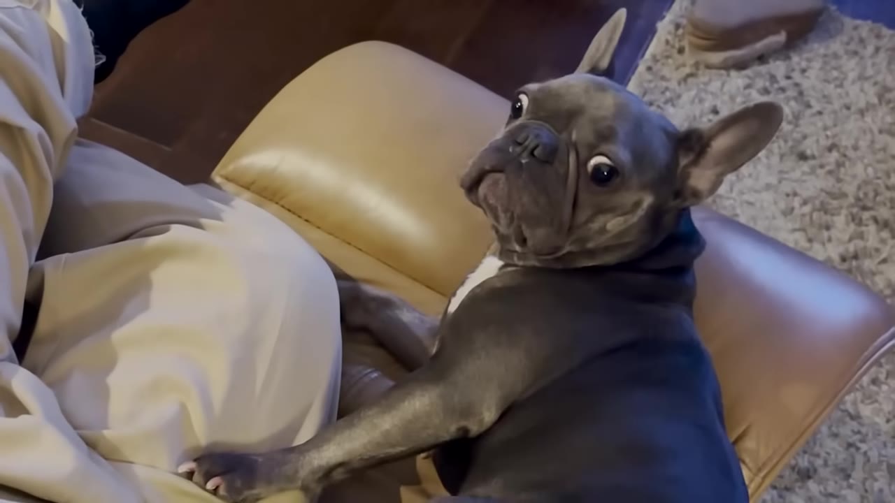 A grey French bulldog sits on a tan leather chair, looking back over its shoulder with wide eyes while resting its paw on a person's leg.