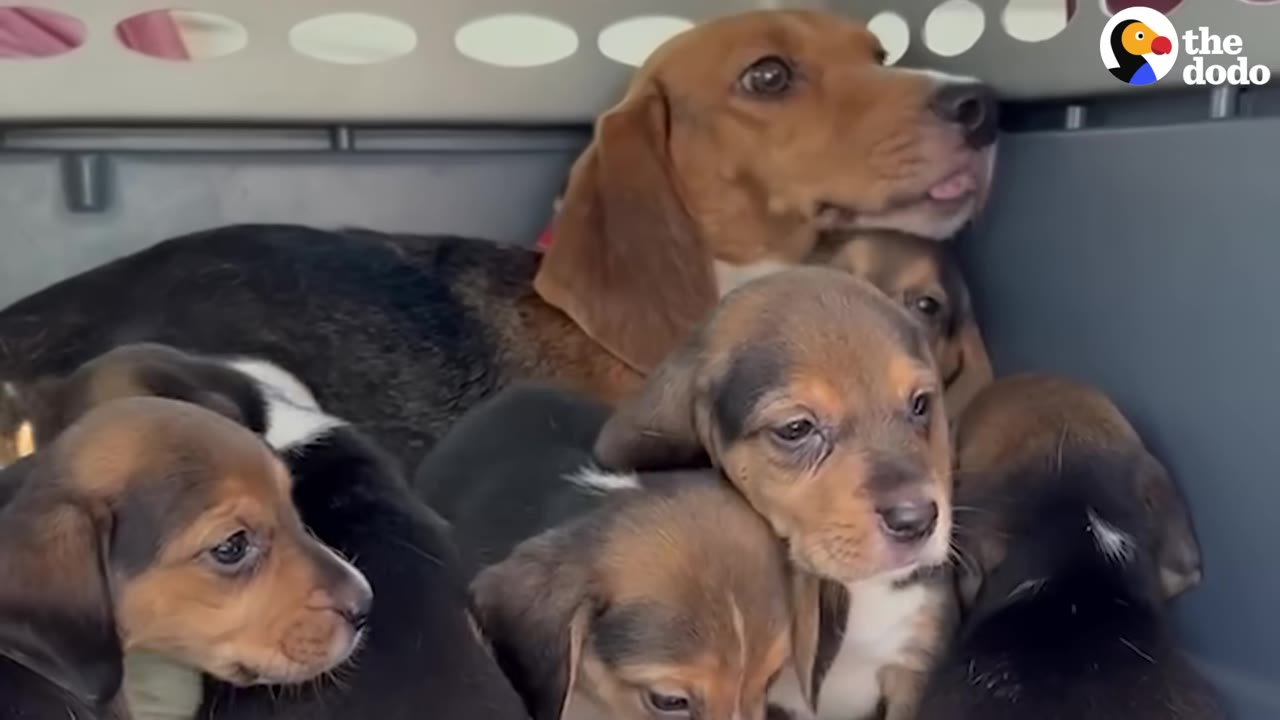 A brown and black beagle mother sits anxiously inside a gray plastic pet carrier, surrounded by several of her small puppies.
