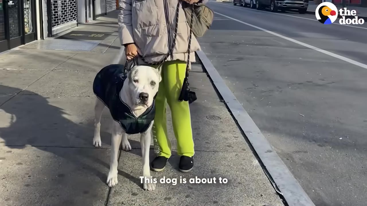A large white dog wearing a dark blue coat stands on a sidewalk next to a person wearing bright green pants.