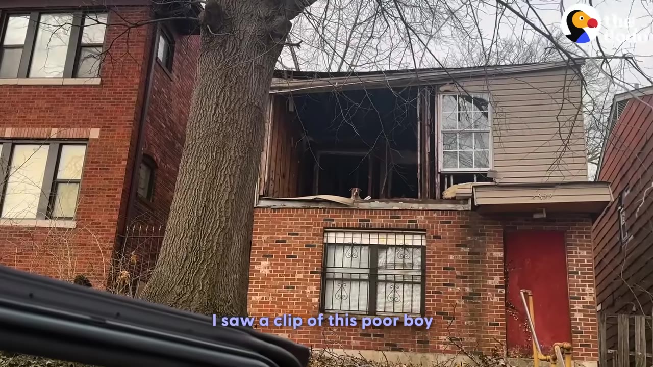 A dog peers out from the open, damaged second story of an abandoned brick building next to a large tree.
