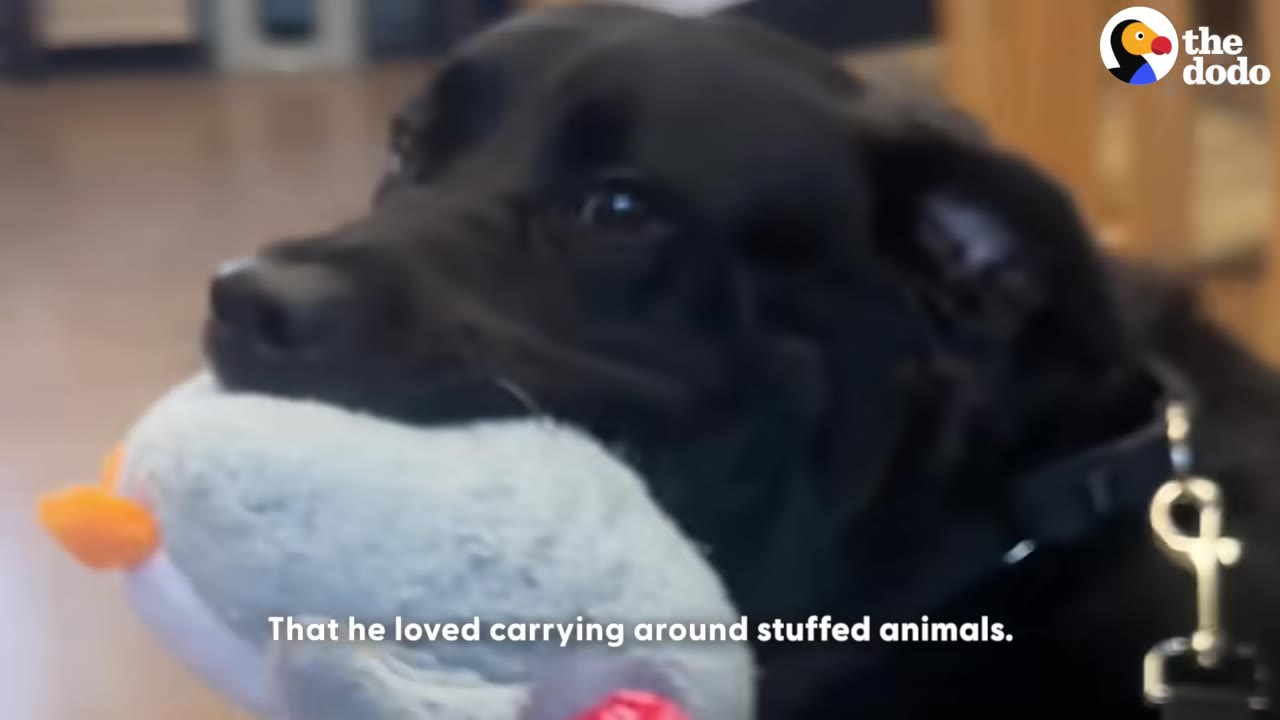A close-up of a black dog holding a light blue stuffed toy in its mouth.