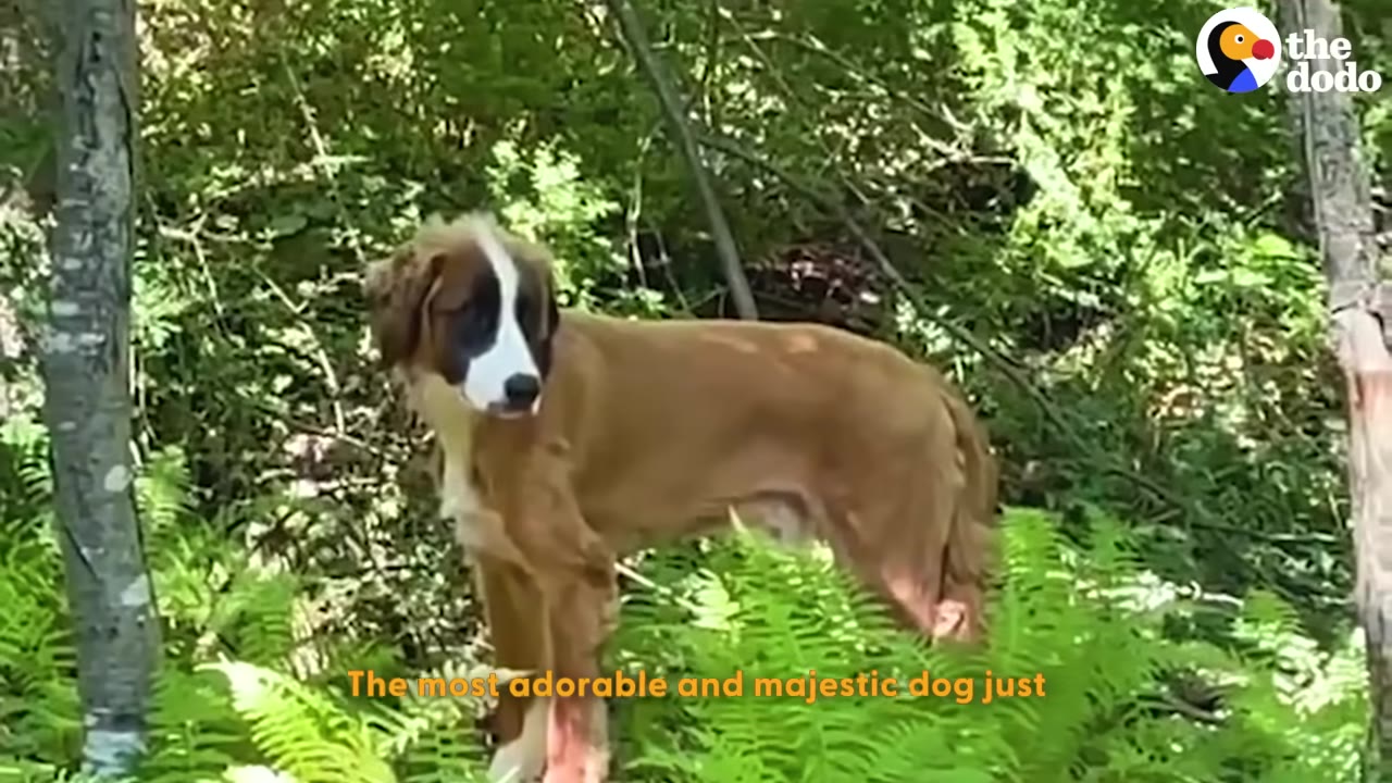 A large brown and white dog with a white stripe down its face stands in a lush green forest surrounded by ferns.