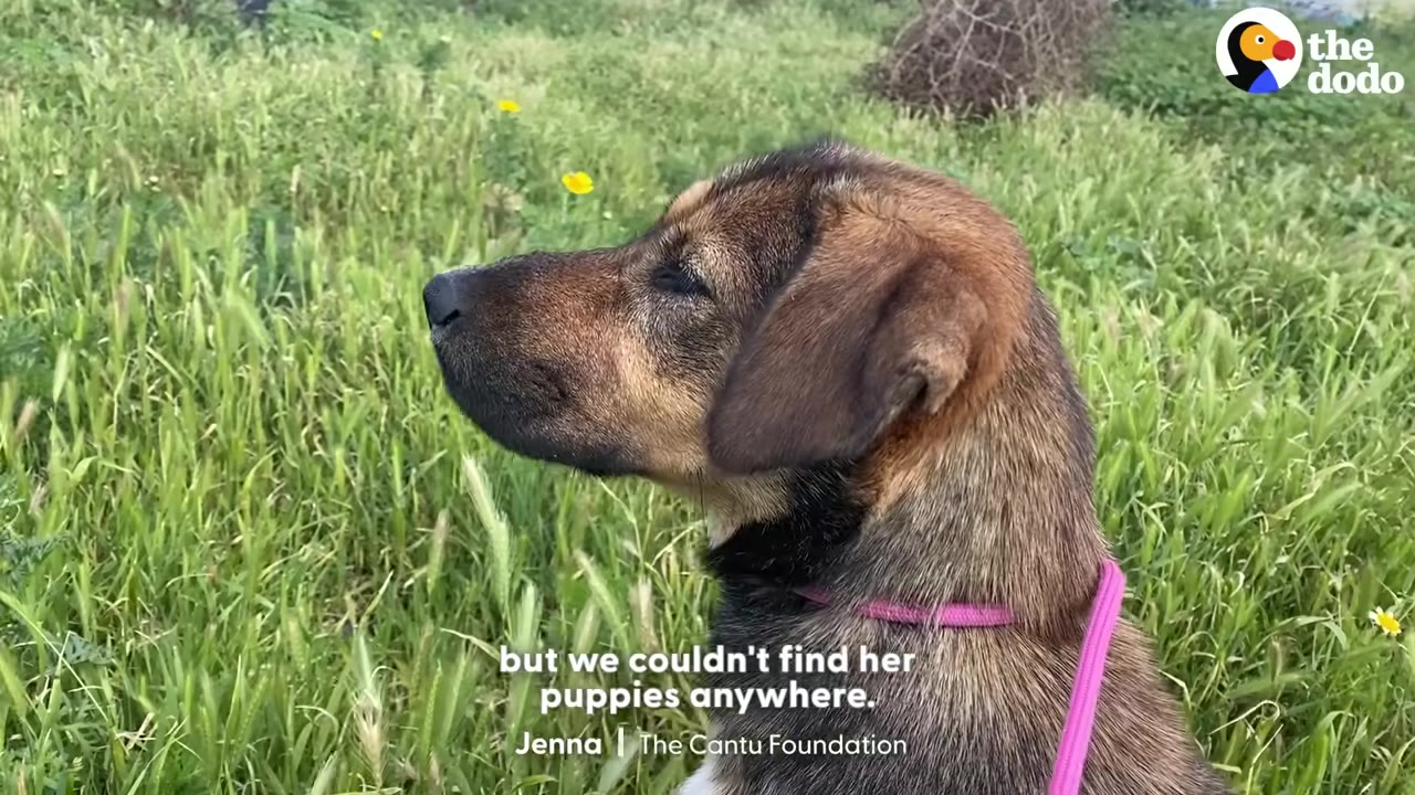 A close-up profile of a brown dog with a pink collar, sitting in a grassy field.