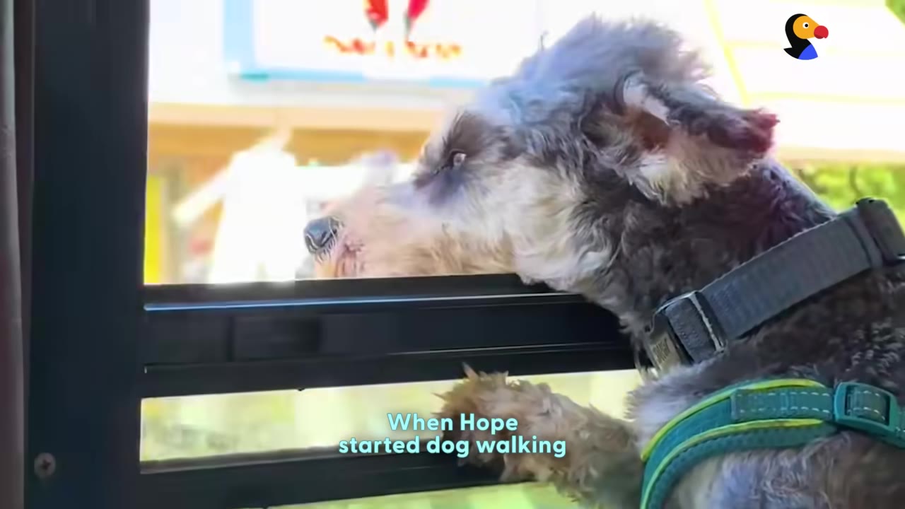 A small scruffy dog wearing a harness looks out of an open window of a vehicle, with the subtitle 'When Hope started dog walking' visible at the bottom.