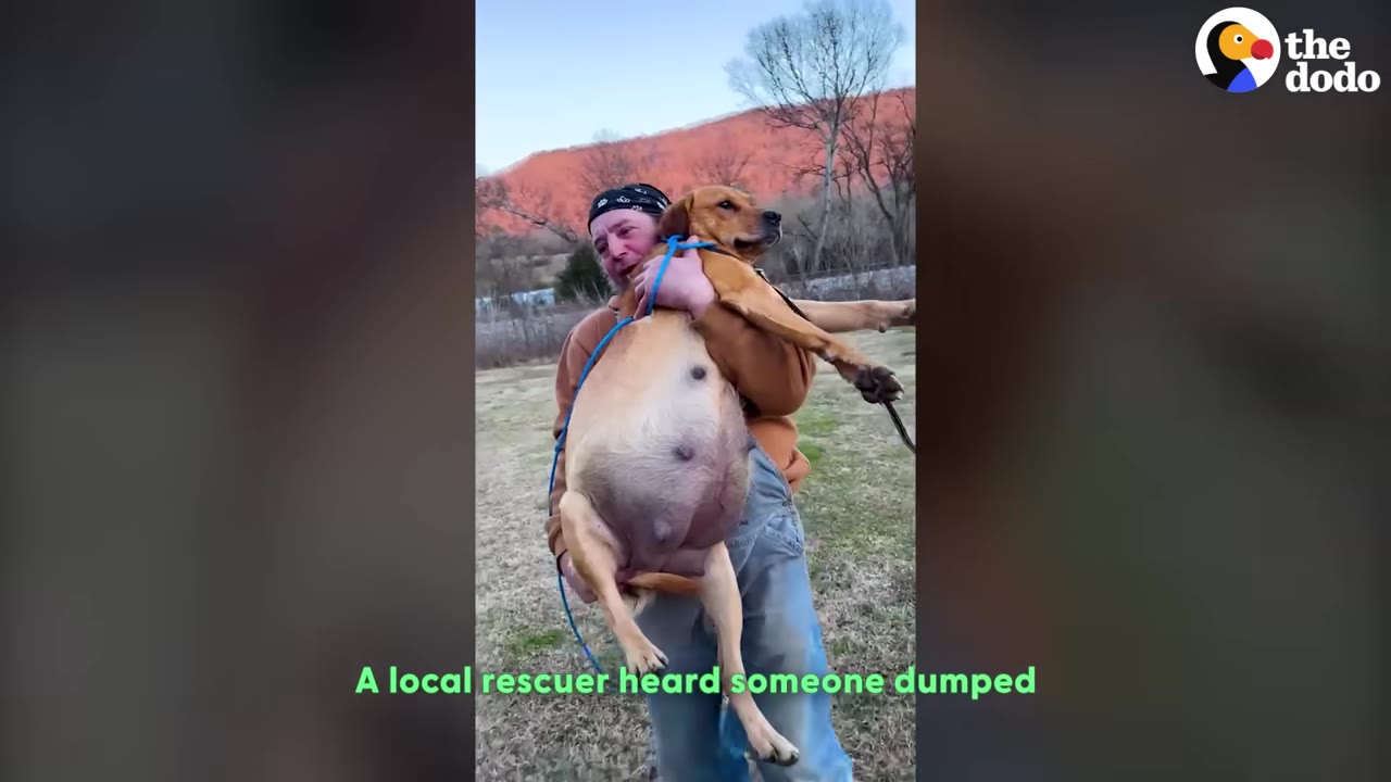 A man in a bandana and overalls carrying a heavily pregnant brown dog in his arms outdoors.