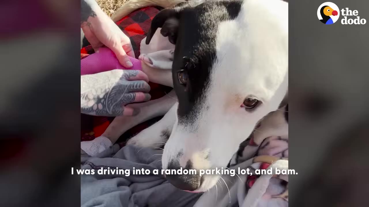 A close-up of a black and white dog looking at the camera while a person with tattooed hands wraps a pink bandage on its leg.