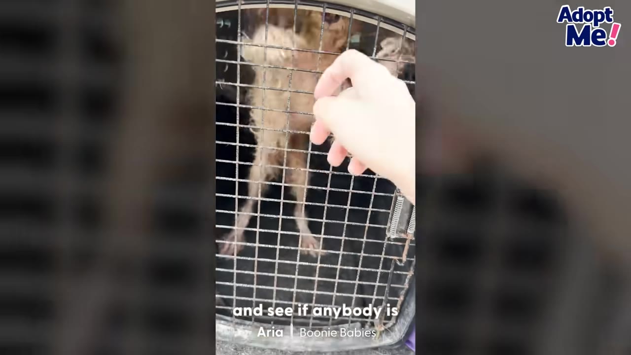A person's hand reaches toward a small, scruffy dog inside a wire crate.