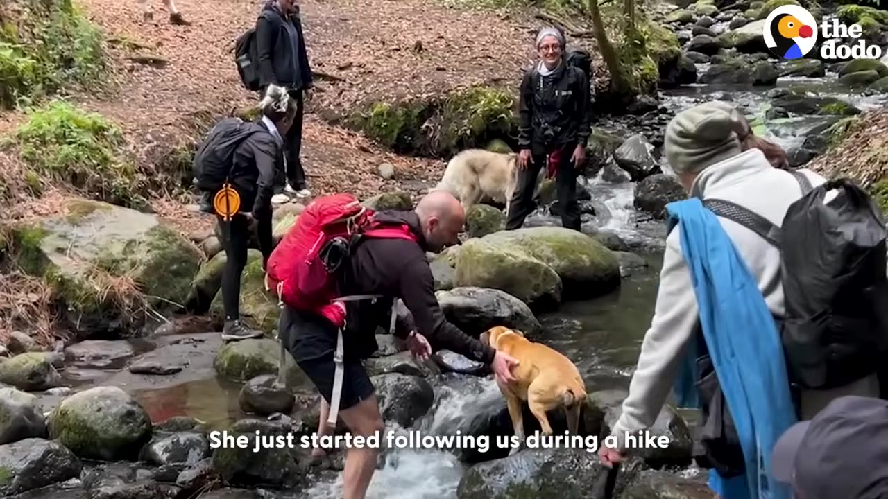 A group of hikers crossing a rocky stream in a forest, with one hiker in a red backpack reaching out to pet a small brown dog standing on a rock in the water.