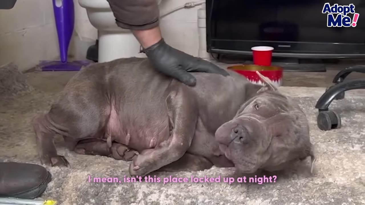 A grey, short-haired dog lies on a carpeted floor, looking towards the camera as a person wearing a black glove gently rests a hand on its back.