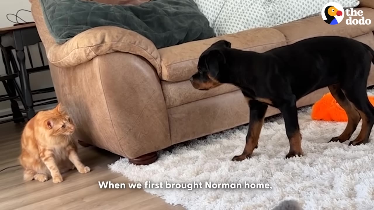 An orange tabby cat sitting on the floor looks up warily at a young black and tan Rottweiler puppy standing on a white rug next to a brown couch.