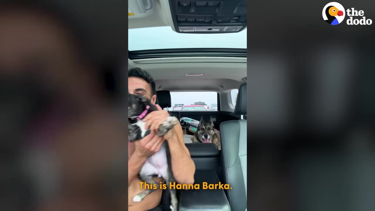 A man holds a small black and white puppy in the front seat of a car while a German shepherd looks on from the back seat.