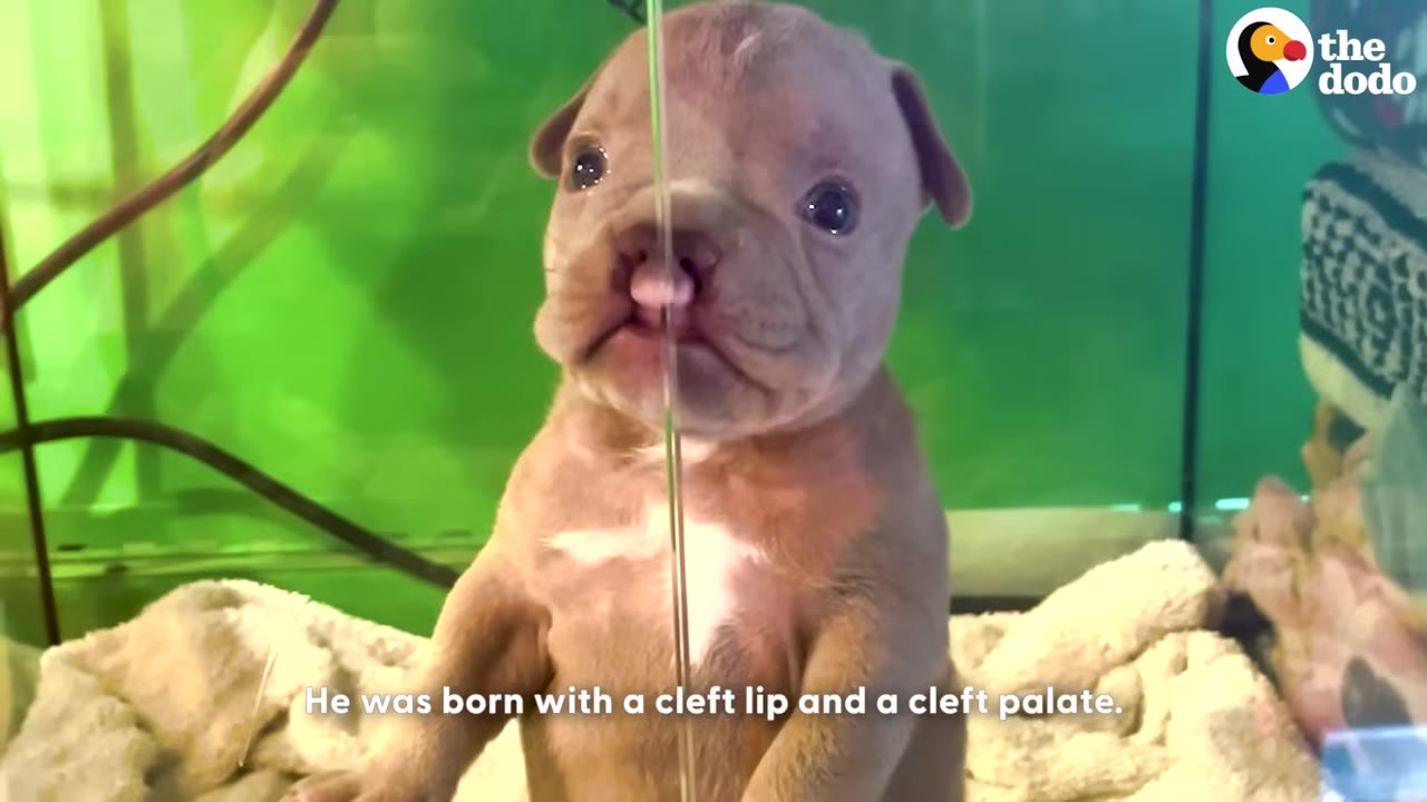 A small brown puppy with a cleft lip stands behind a glass pane, looking forward with wide eyes.
