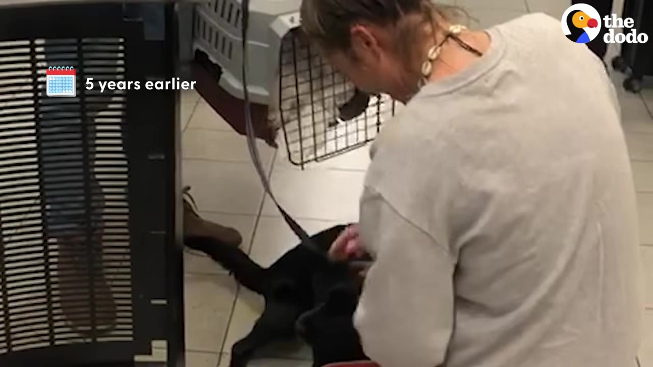 A person in a light-colored long-sleeve shirt kneels on a tiled floor next to a black dog, with a pet carrier crate visible in the background and a text graphic that reads '5 years earlier'.