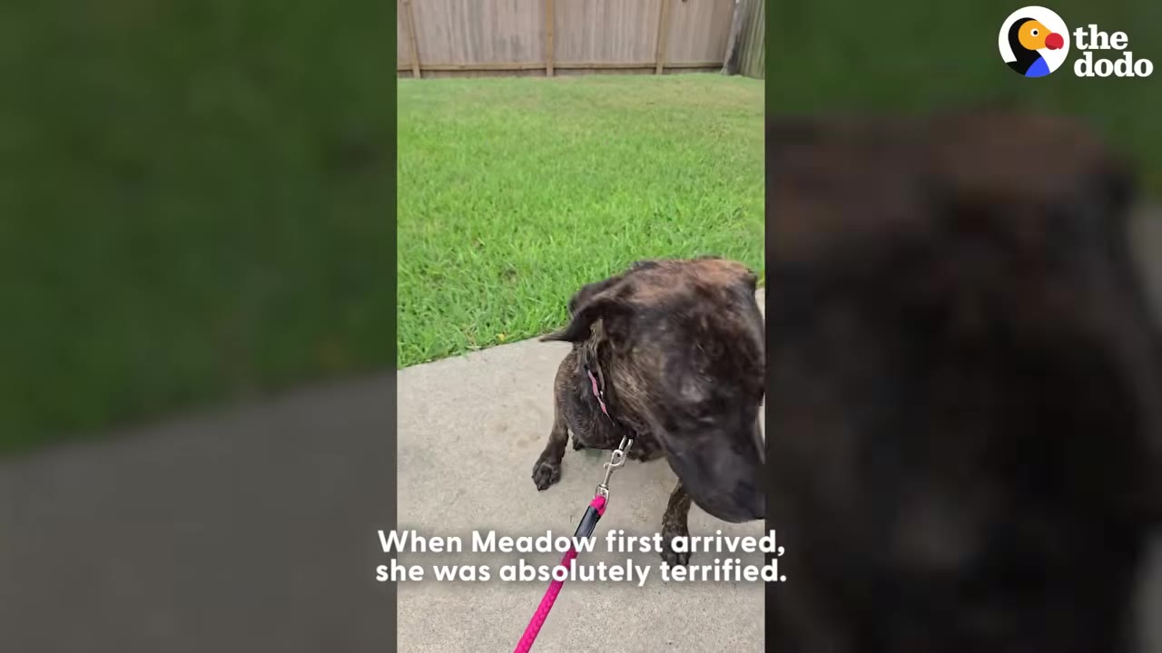 A brindle dog named Meadow sits on a concrete path next to a grassy lawn, looking down with a submissive posture while on a pink leash.