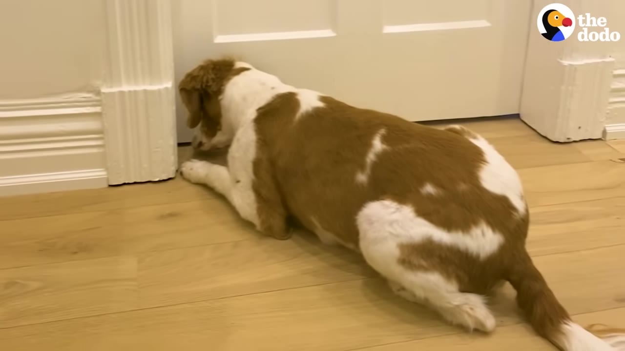 A brown and white dog lying down on a wooden floor with its head pressed near the bottom of a white door.