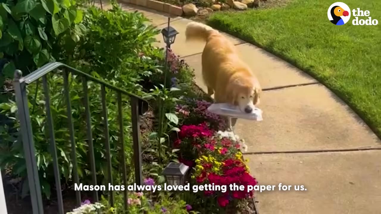 A golden retriever walks up a paved garden path carrying a newspaper wrapped in plastic in its mouth.