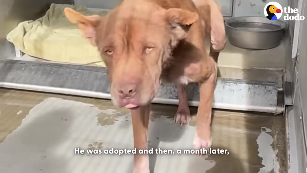 A brown dog with light-colored eyes walks forward inside a shelter kennel, with text on screen reading 'He was adopted and then, a month later,'.