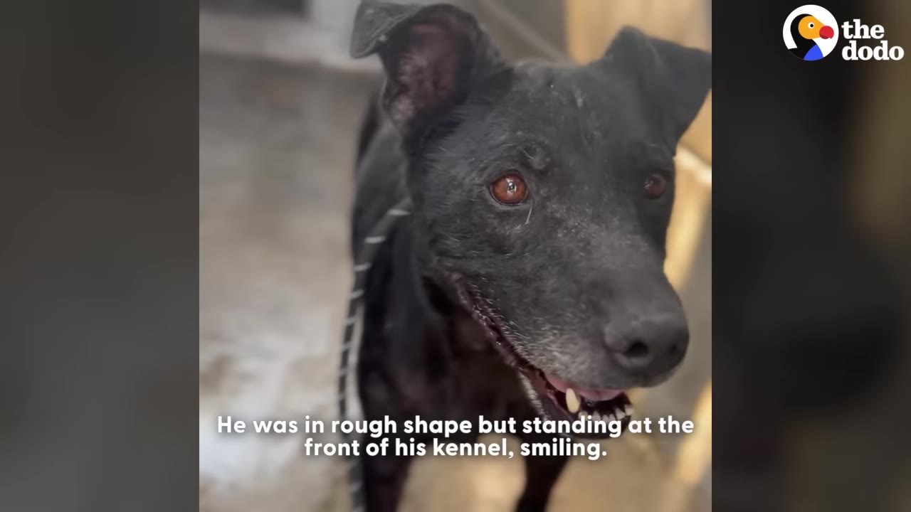 A close-up shot of a black dog named Duncan with brown eyes, standing in a shelter kennel and looking up with an open mouth.