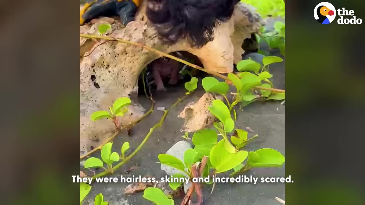 A tiny, hairless puppy huddled inside a small cave-like opening under a large piece of driftwood on a sandy beach.
