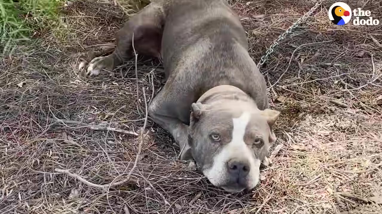 A grey and white pit bull lies on dry ground covered in twigs, with a metal chain attached to its collar.
