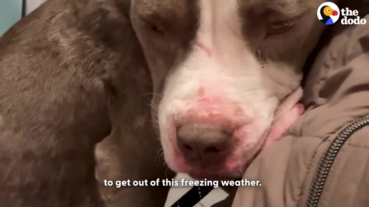 A close-up of a brown and white dog resting its head against a person's brown winter jacket.