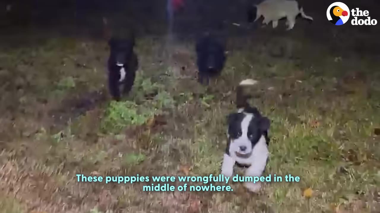 Several small puppies run through wet grass at night, with one black-and-white puppy in the foreground looking towards the camera.
