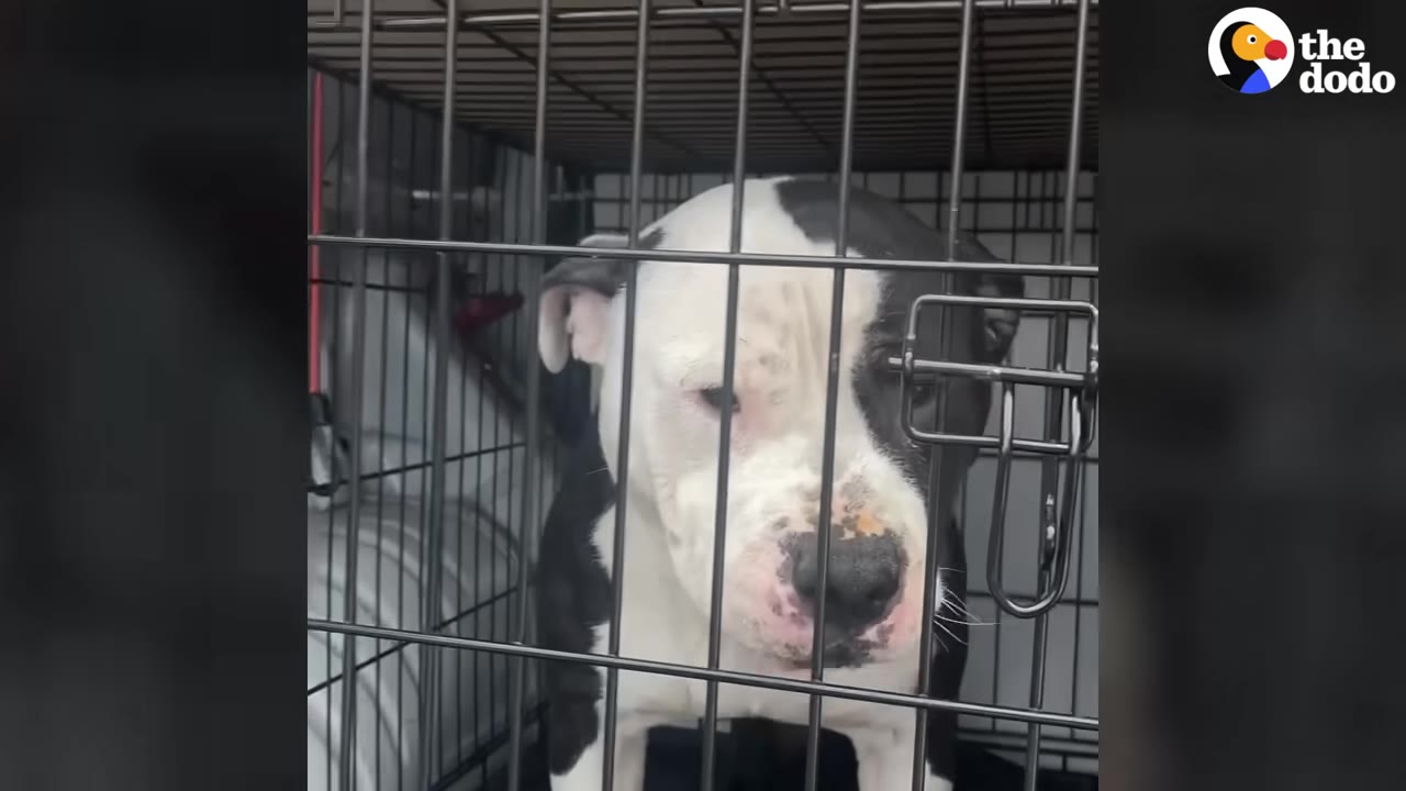 A black and white dog with a sad expression looks out from behind the metal bars of a shelter kennel.