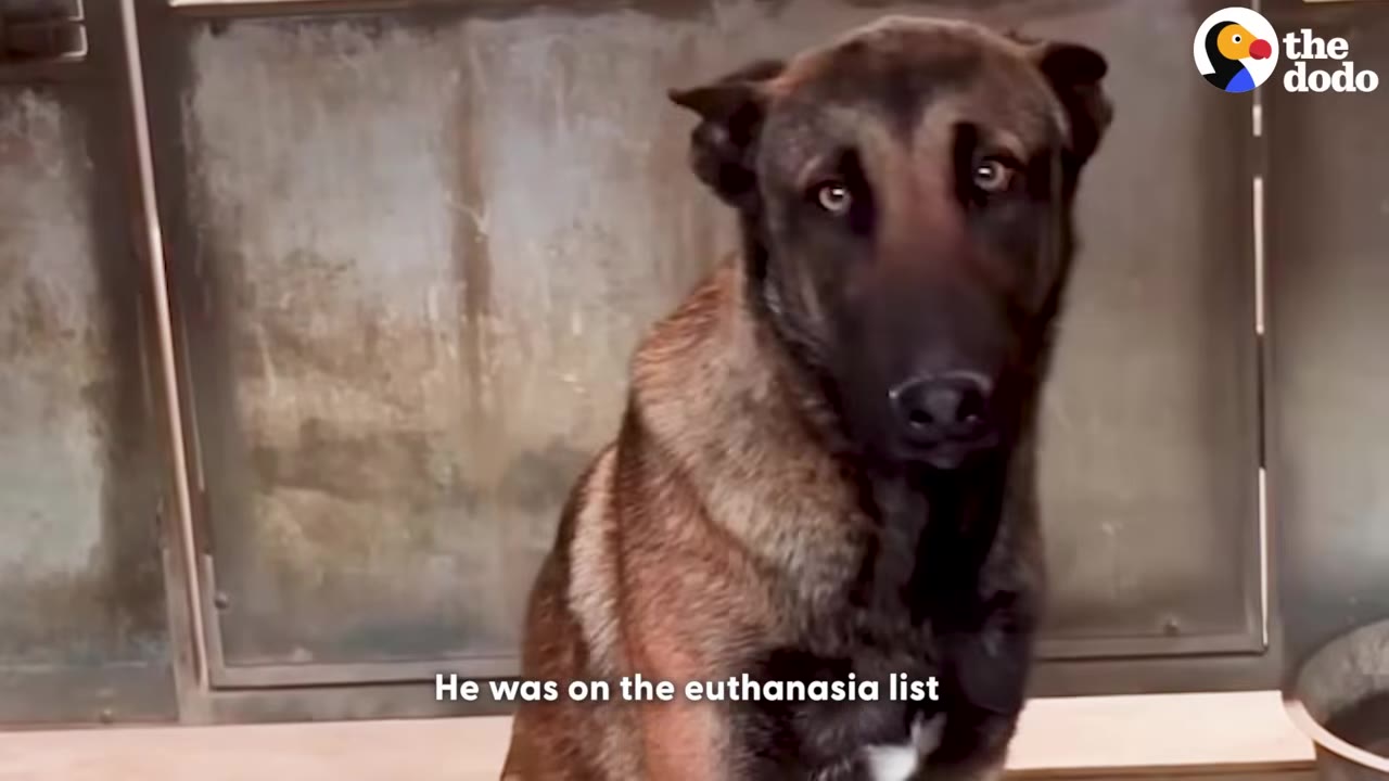A brown and black dog with wide, fearful eyes sits inside a metal shelter kennel.