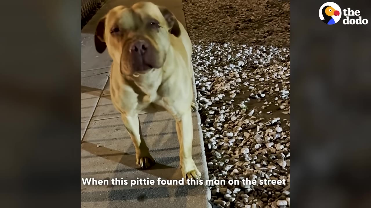 A light-colored pit bull stands on a concrete sidewalk at night next to a gravelly area.