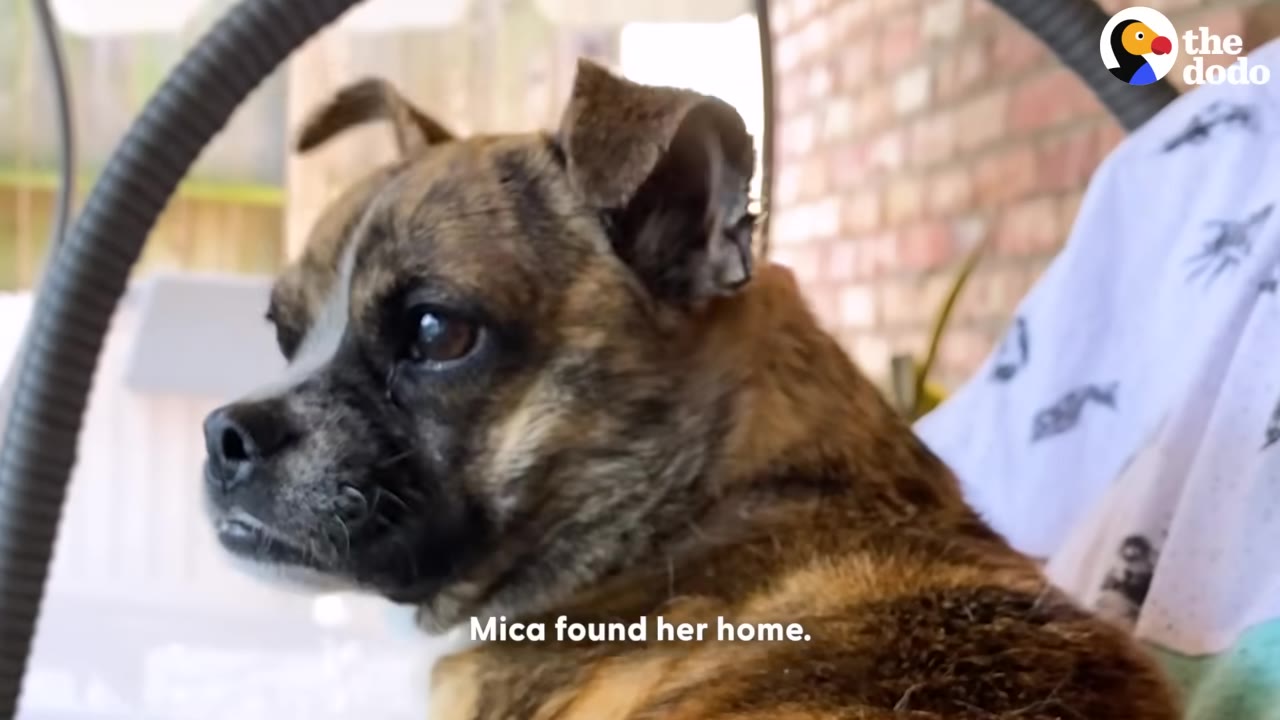 A close-up profile shot of Mica, a small brindle dog, looking calm and content with text overlay reading 'Mica found her home.'
