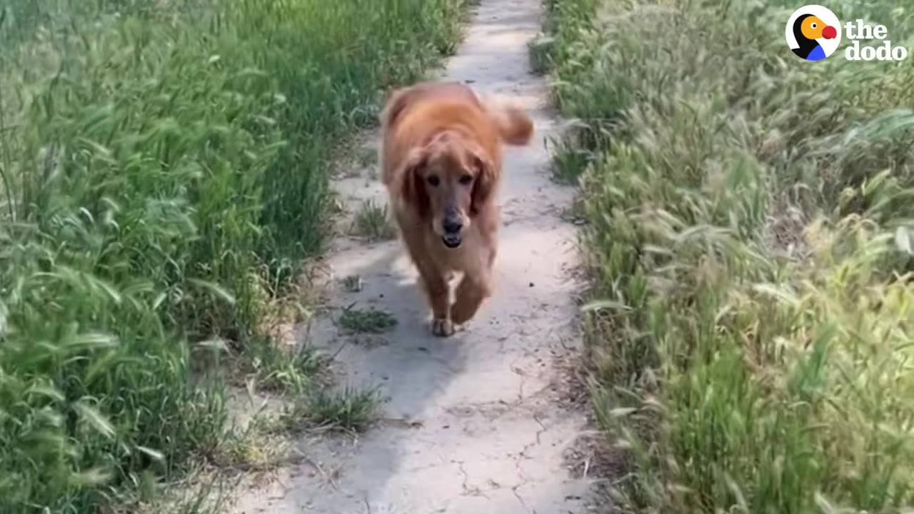 A golden retriever happily walks down a narrow dirt path surrounded by tall green grass.