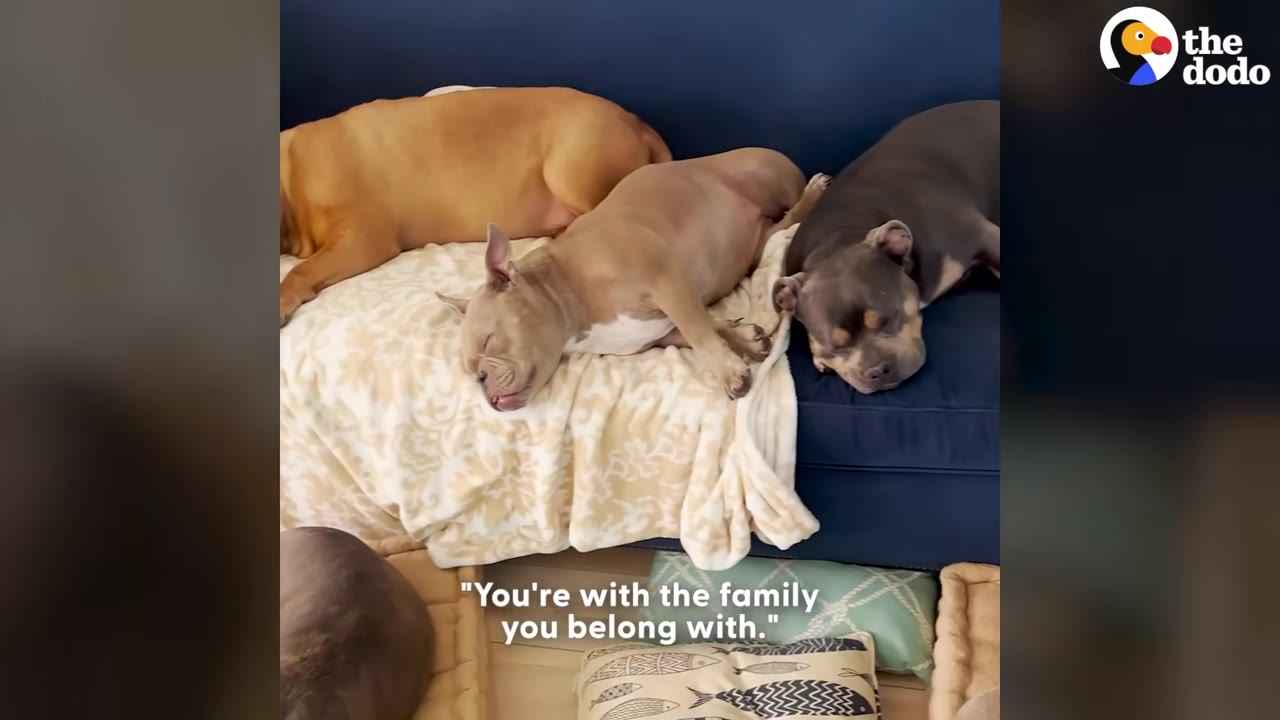 Three dogs sleeping peacefully together on a blue couch with a patterned blanket.