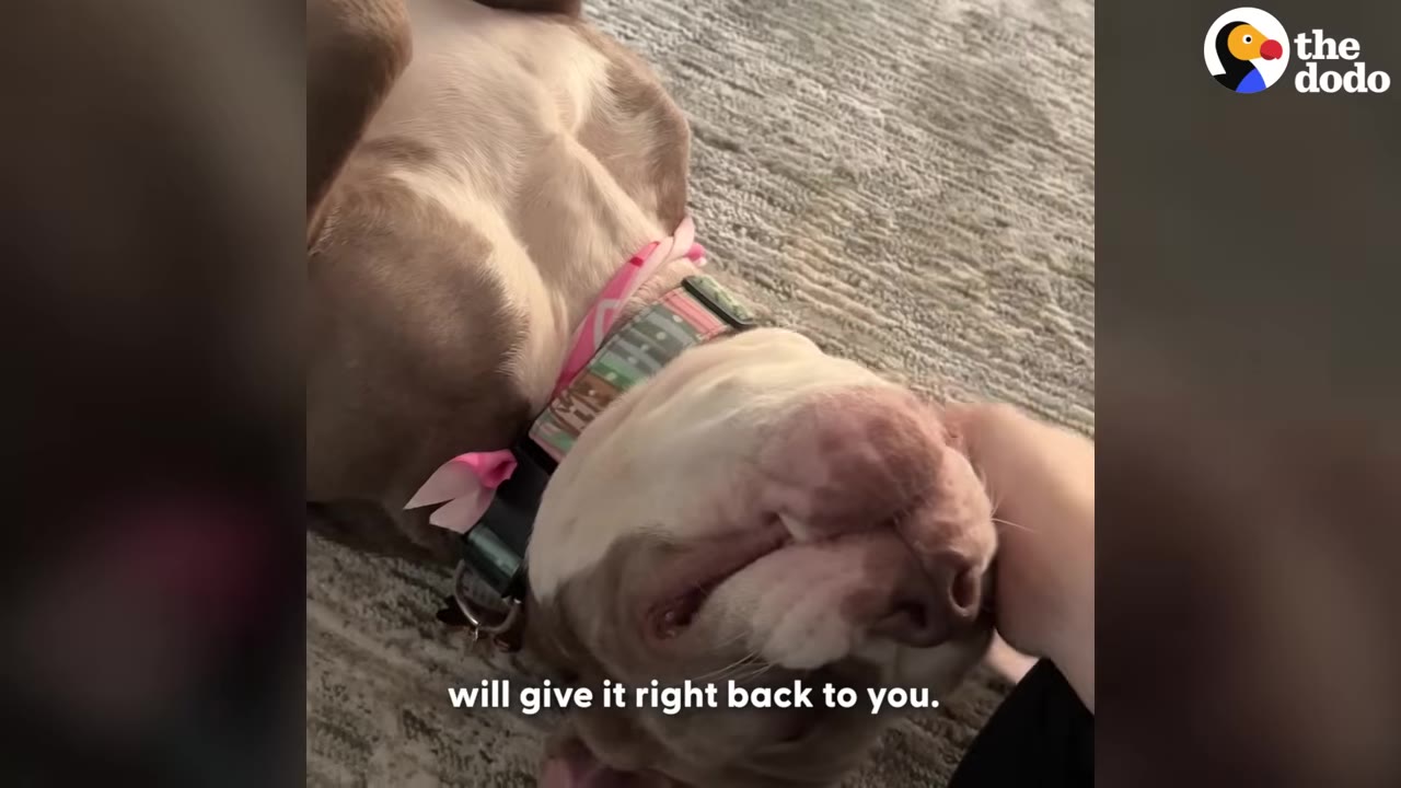 A light brown and white dog lies on its back on a carpeted floor, wearing a pink collar, while a hand gently pets its neck.