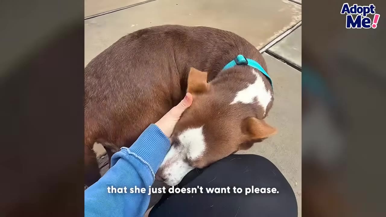 A brown and white dog with a blue collar rests its head peacefully on a person's lap while being gently petted.