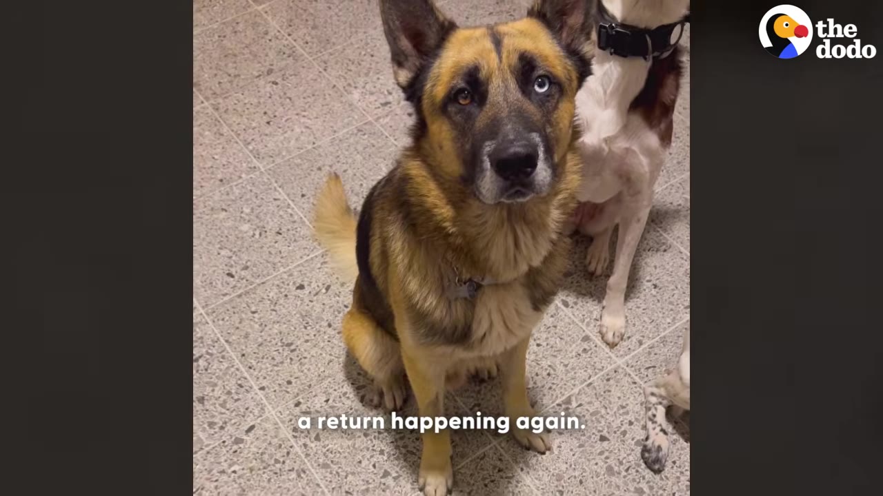 A German Shepherd mix with one blue eye and one brown eye sits on a speckled tile floor, looking directly up at the camera.