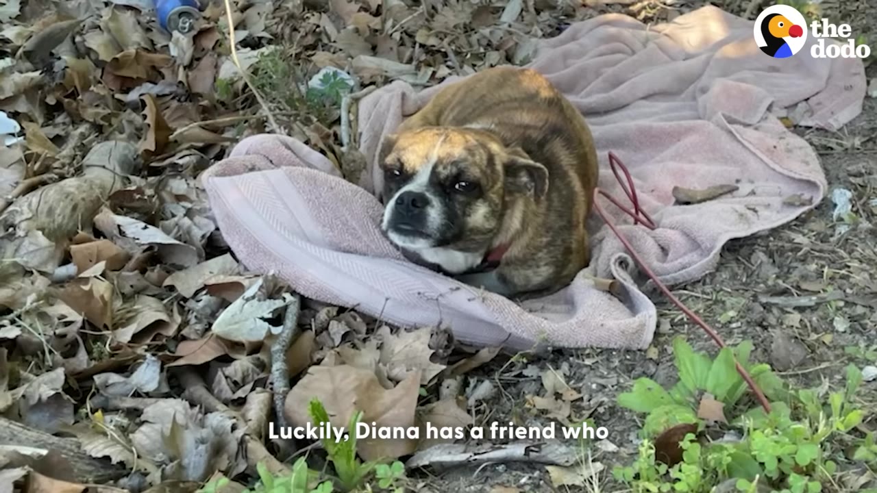 A small brindle dog sits cautiously on a pink towel spread over dry leaves in a wooded area, looking directly at the camera.