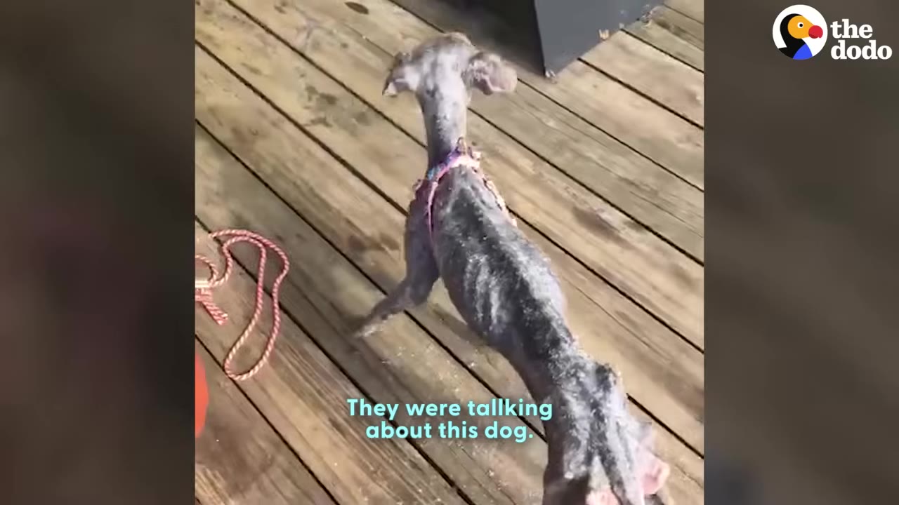 A very thin, hairless dog wearing a pink harness stands on a wooden deck.