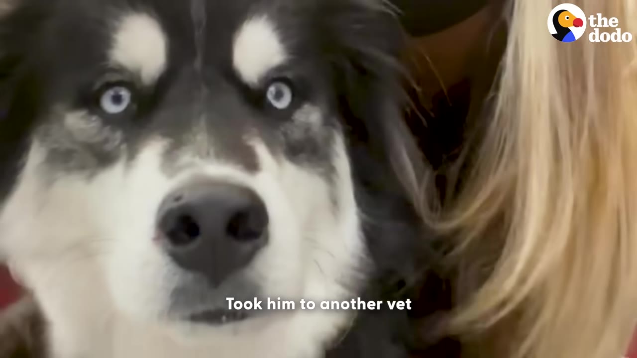 A black and white husky with striking blue eyes looks directly at the camera next to a person with blonde hair.