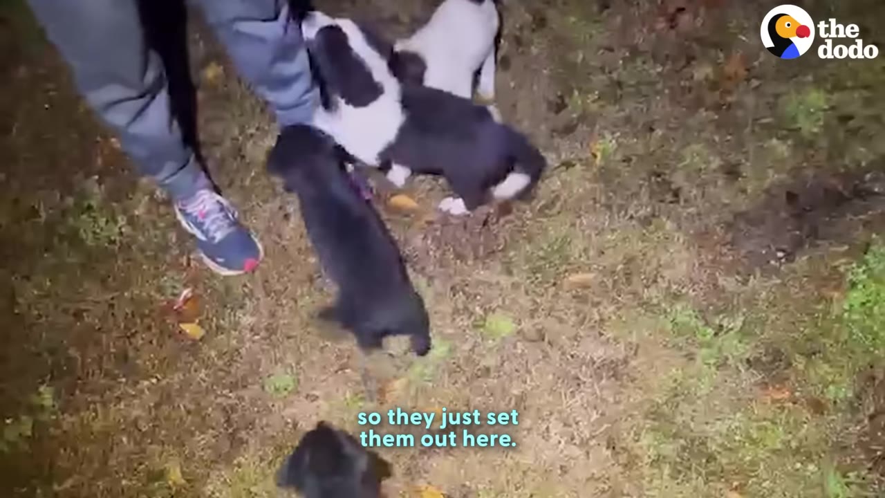 A person wearing grey pants and sneakers stands on a grassy patch at night as several small black and white puppies gather around their feet.