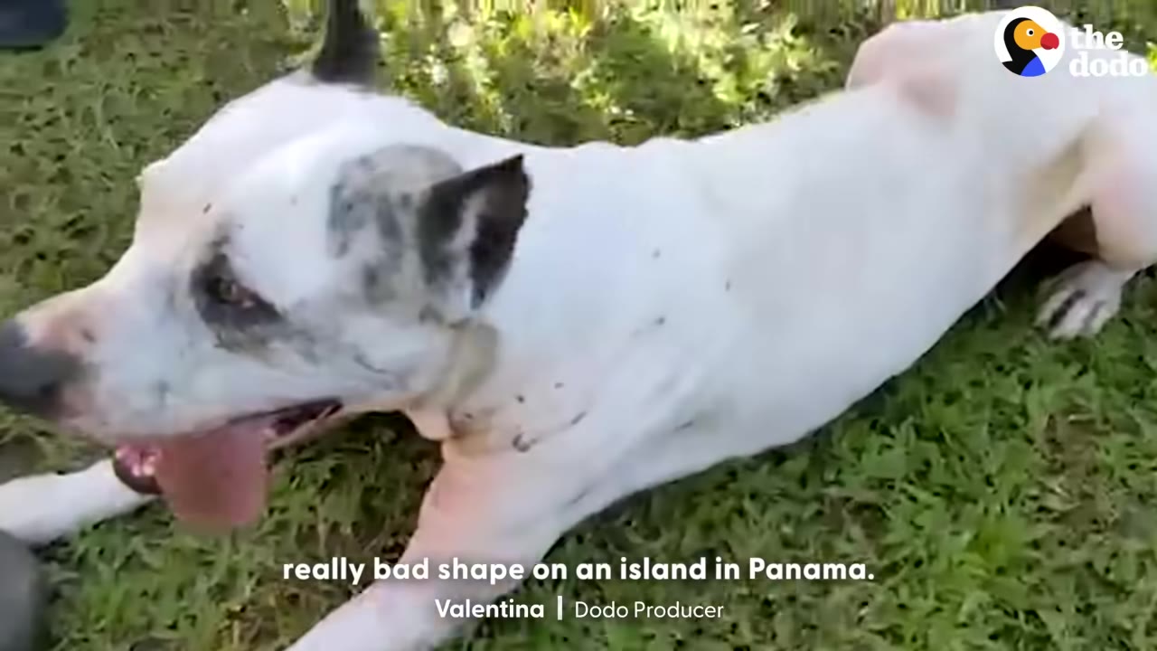 A thin white dog with black spots on its ears lies on the grass, panting.