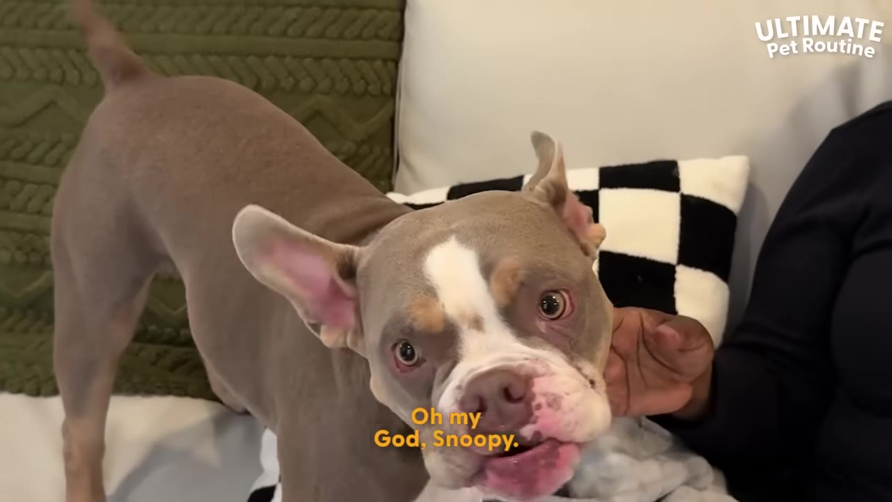 A close-up of a tan and white French Bulldog named Snoopy being petted on a couch.