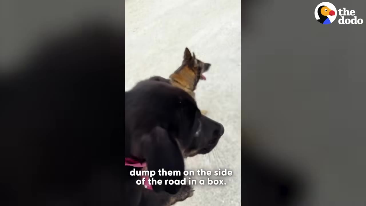 A close-up of a black puppy with a pink collar next to a brown puppy, with text on the screen that reads 'dump them on the side of the road in a box.'