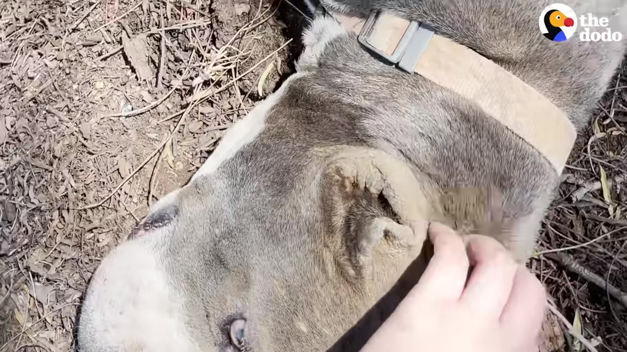 A close-up shot of a person's hand gently petting a grey and white dog lying on the ground.