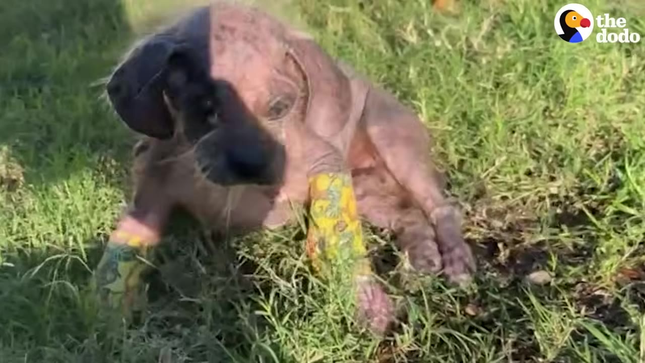 A small, hairless dog with pinkish skin sits on green grass, wearing yellow patterned bandages on its front legs.